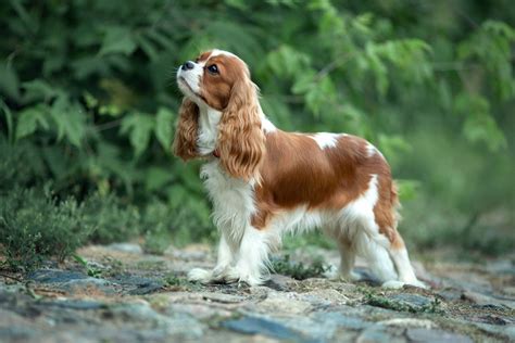 Starostlivosť o srsť Cavalier King Charles Spaniel