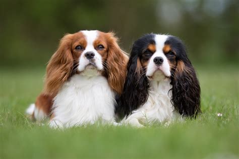 Hračky pre Cavalier King Charles Spaniel