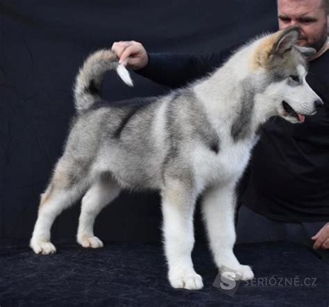 Porovnanie veľkosti Aljašského malamuta a Sibírskeho huskyho