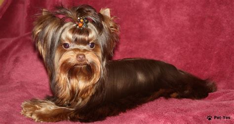 Štruktúra sfarbenia yorkshirského teriéra