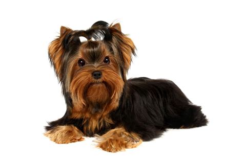 Yorkshirsky terier cierny s palenim