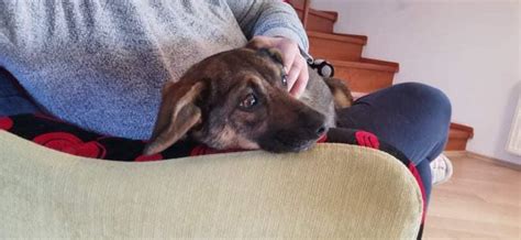 Šteňa bigla sa učí povely