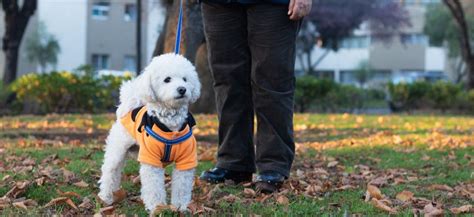 Šteňa pri venčení vonku