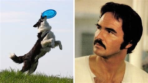 Pes chytá frisbee vo vzduchu