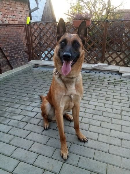 Belgický ovčiak Malinois pri starostlivosti