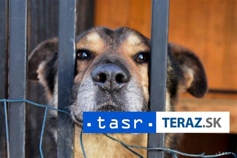Ilustračná fotografia útulku pre psov