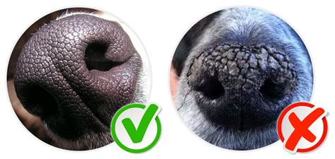 Detail psieho ňufáka