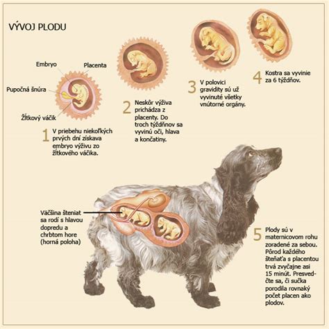 Príznaky gravidity u fenky