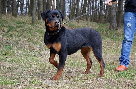 Šteniatko rotvajlera