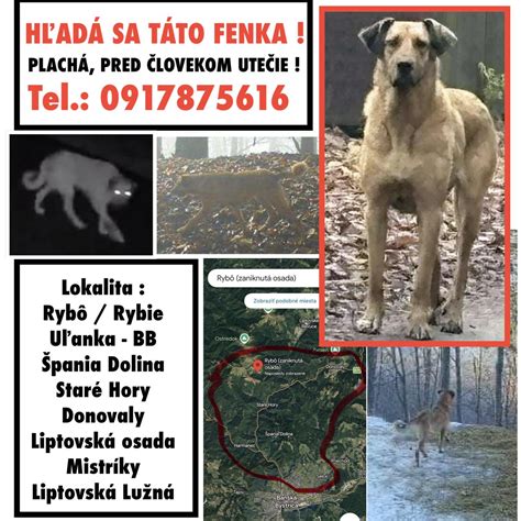 hniezdiaca fenka pred pôrodom