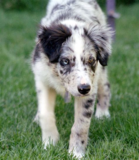Šteniatko border kólie vo farbe blue merle