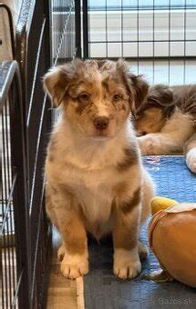 Šteniatko austrálskeho ovčiaka vo farbe blue merle
