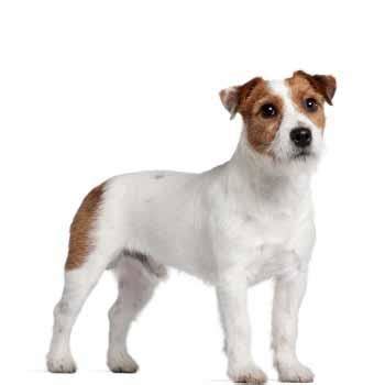 Jack Russell Teriér s čiernou farbou