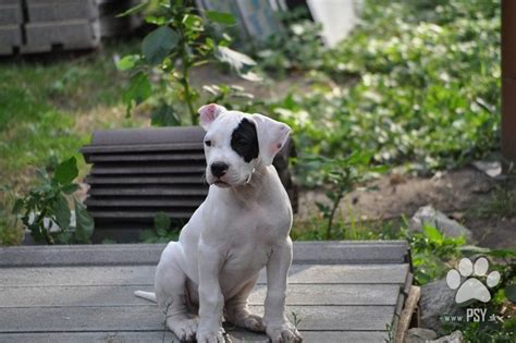 Ilustračné foto argentínskej dogy