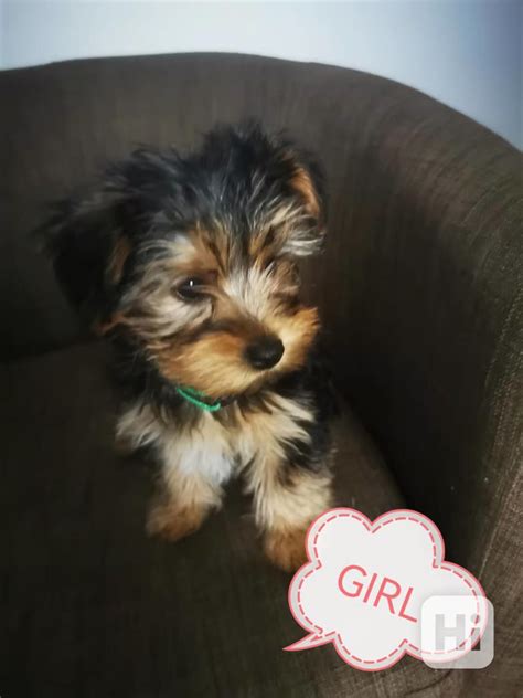 Yorkshire teriér pri hre