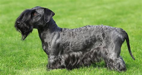 Český teriér v exteriéri