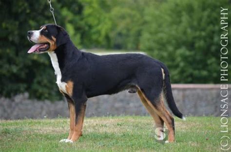 História a pôvod veľkého švajčiarskeho salašníckeho psa