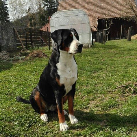 Charakteristické trojfarebné sfarbenie veľkého švajčiarskeho salašníckeho psa