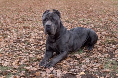 Pes Cane Corso v talianskej krajine