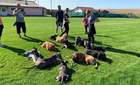 Výcvik protitankových psov