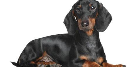 Ilustrácia jazvečíka s krátkymi nohami a dlhým telom