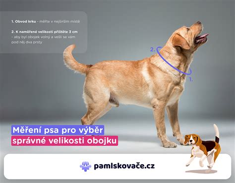 Meranie krku psa pre obojok