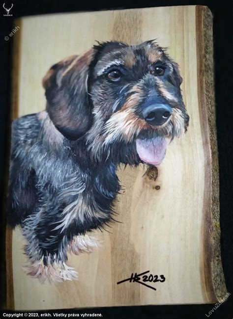 Ilustračná fotografia jazvečíka