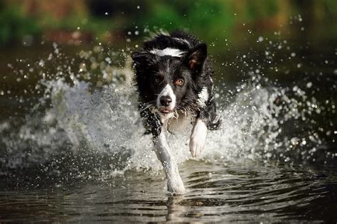 Border kólia pri výkone psieho športu (agility)