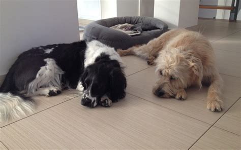 Ilustračné foto psa a mačky spolu