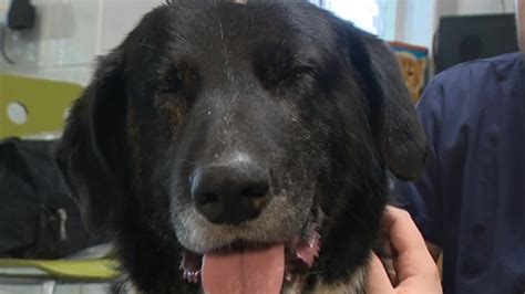 Pes žúva svoju vlastnú stolicu