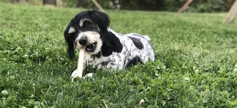 Pes hryzie drevenú paličku