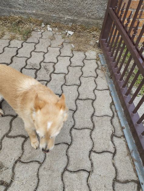 Pes s náhubkom počas prechádzky