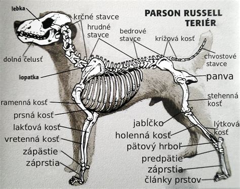 Štruktúra hlavy moskovského strážneho psa