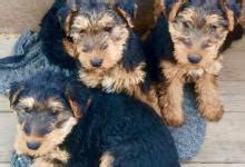 História a pôvod Welsh Terriera