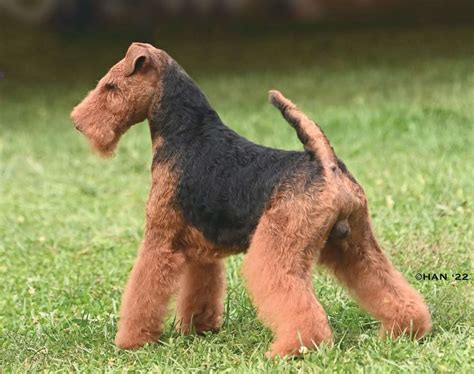 Welsh Terrier pri práci v lese
