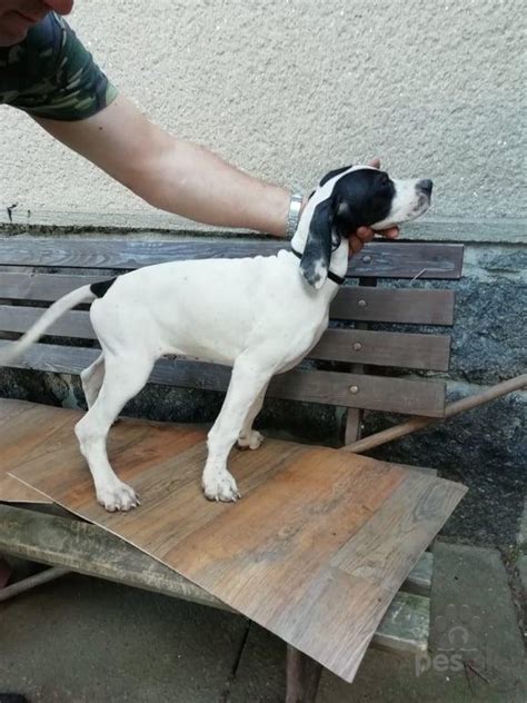 Šteniatko anglického pointra