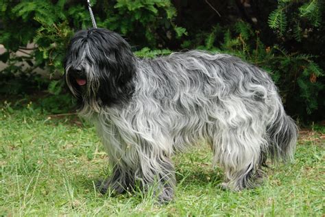 Krasnsky pastiersky pes