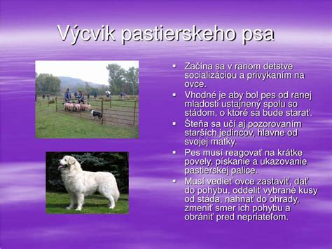 Infografika o správnej výžive pastierskeho psa