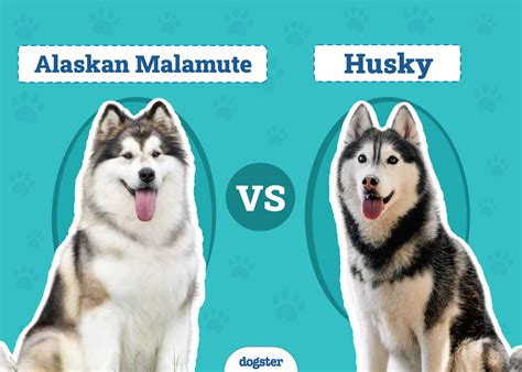 Infografika porovnávajúca výšku a váhu husky a malamuta