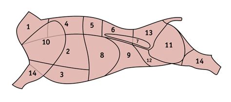 Schematické znázornenie kostí psacej labky