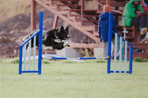 Psie agility prvky vo výbehu