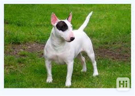 Vajcovitá hlava bulteriéra