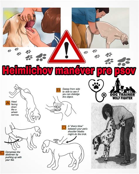 Schéma znázorňujúca správne prevedenie Heimlichovho manévru u psa