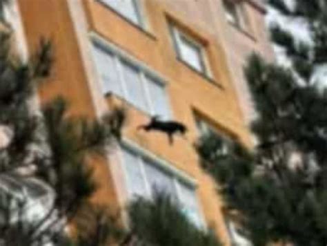 Mačka na parapete