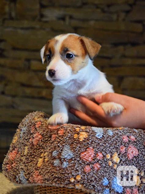 Rôzne sfarbenia srsti Jack Russell teriéra