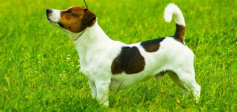 Šteniatko Jack Russell teriéra pri výcviku