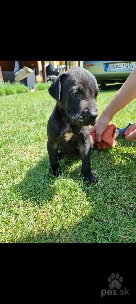 Šteniatka nemeckej dogy