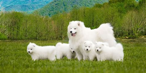 Samojed