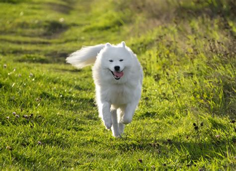 Samojed v lete pri vode