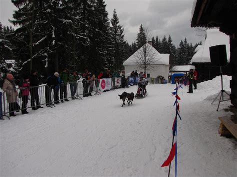 Samojed v akcii na psích záprahoch